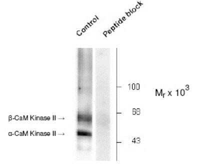 Western Blot: CaM Kinase II alpha [p Thr286] Antibody [NB300-184]